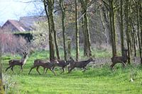 Deer in the Flemish forests