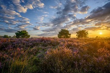 Zonsopkomst Nationaal Park de Loonse en Drunense Duinen van Leon Okkenburg