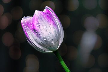 Gouttes de pluie sur une tulipe aux couleurs vives