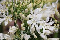 White Agapanthus Blossoms