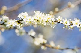 Witte bloesem tak by Dexter Reijsmeijer
