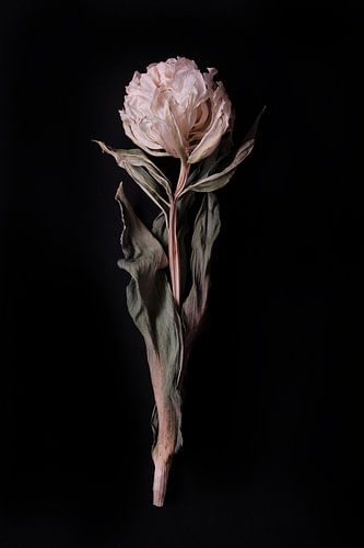 Dried double white tulip
