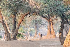Waterbuck in forest