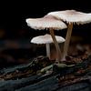 Nature morte de Helm Mycena sur Lex van Doorn