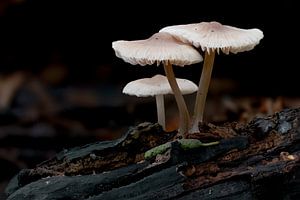 Stillleben von Helm Mycena