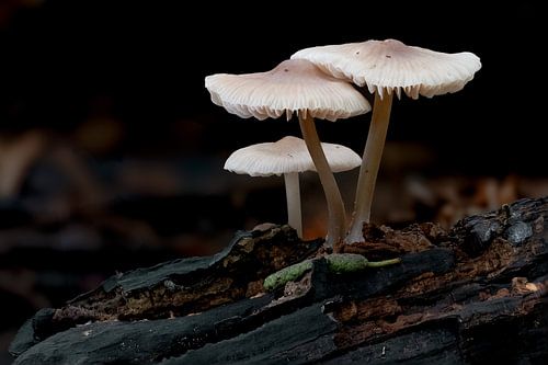 Nature morte de Helm Mycena