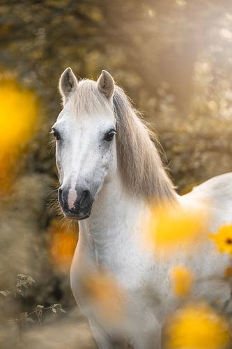 Natuurlijke Pracht Kleine Witt Welsh Pony