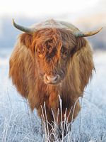Schotse Hooglander in een bevroren landschap