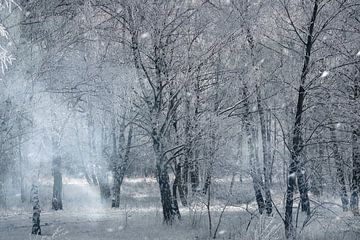 Paysage hivernal avec des bouleaux recouverts de neige et de givre sur Martin Köbsch