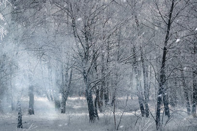 Winter landscape with snow and frost covered birch trees by Martin Köbsch