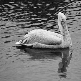 Serene pelikaan op het water in zwart wit . van Jose Lok