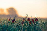 Snake's Head Fritillary wildflowers in a meadow during sunrise by Sjoerd van der Wal Photography thumbnail