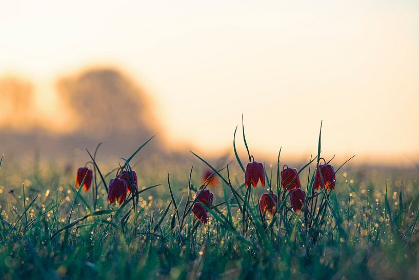 Snake's Head Fritillary wildflowers in a meadow during sunrise by Sjoerd van der Wal Photography