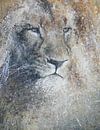 Lion by Peter van Loenhout thumbnail
