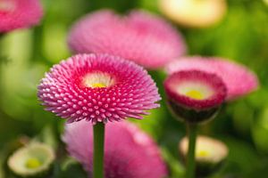 Bellis rose