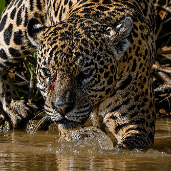Jaguar in Brazil