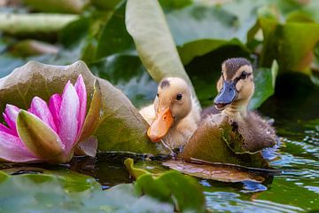 Junge Enten an der Blüte der Seerose. von Frans Lemmens