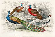 Common Peacock and Ringed Pheasants, Oliver Goldsmith by Meesterlijcke Meesters thumbnail