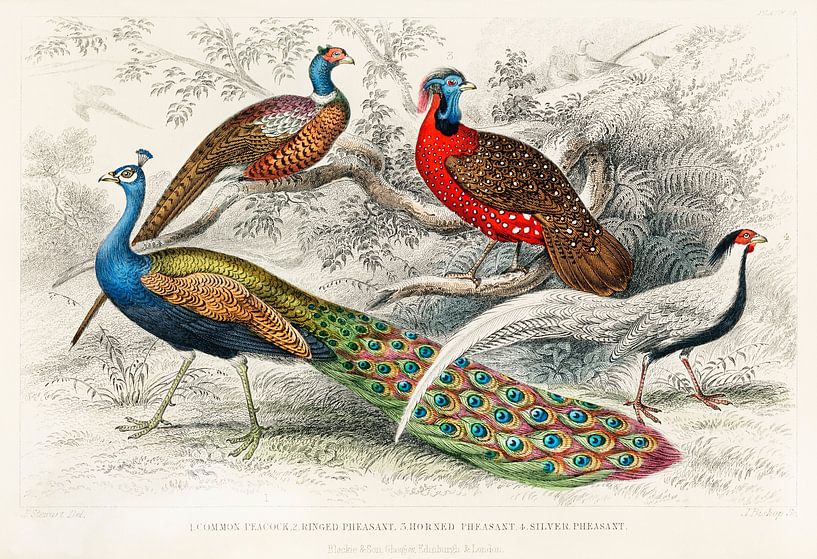 Common Peacock and Ringed Pheasants, Oliver Goldsmith by Meesterlijcke Meesters