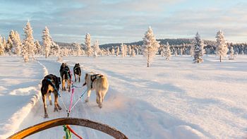 Sur la luge à travers la neige