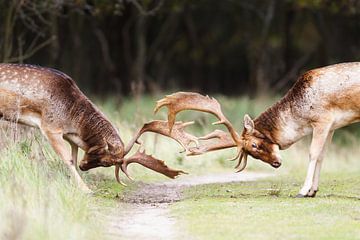 Fighting fallow deer by Pim Leijen