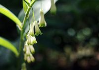 bells