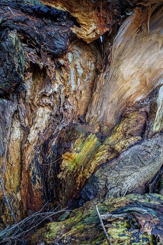 Geheimzinnig binnenste van een boom