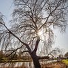 Tegenlicht voorjaarszon door boom aan de stadsgracht van Dokkum, Friesland. van Harrie Muis