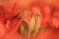 Keukenhof bloemen Oranje von Antine van der Zijden Miniaturansicht