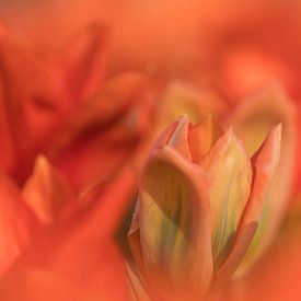 Keukenhof bloemen Oranje sur Antine van der Zijden