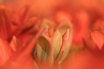 Keukenhof bloemen Oranje von Antine van der Zijden