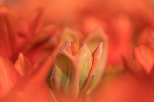 Keukenhof bloemen Oranje