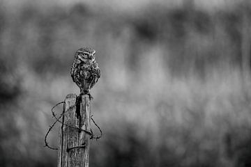 Little owl on the lookout by Fotografie Gina Heynze