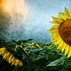 Dramatic Sunflowers van ARTBERGWERK