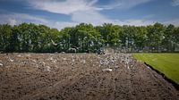 Schönes holländisches Bild, ein Bauer pflügt und ebnet das Feld