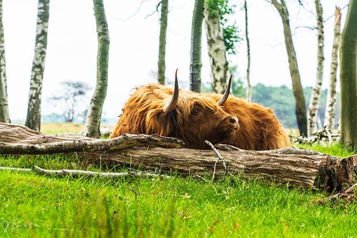 Schotse hooglander 8
