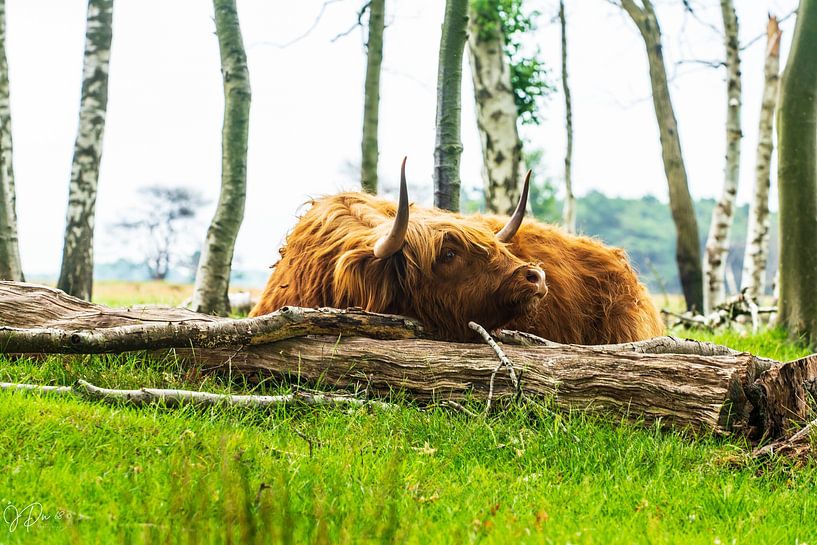 Scottish Highlander 8 by Jan Peter Nagel