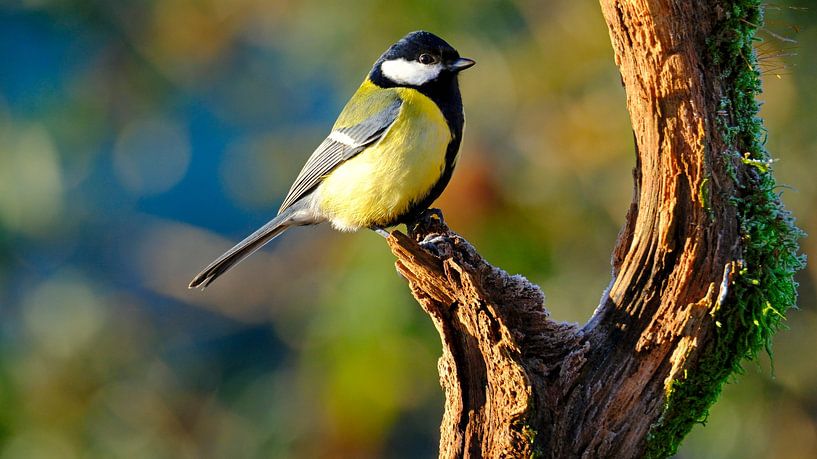 Titmouse by Sabrina de Vries