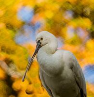 Lepelaar met herfstkleuren
