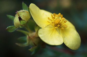 geel bloemetje geel yellow