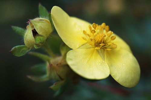 geel bloemetje geel yellow