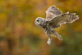 Tawny Owl ( Strix aluco ) in flight, flying in front of an autumnal coloured background, side view, 