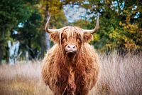 Schotse Hooglander