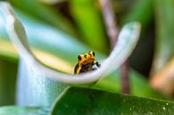 Poison Frog by Peter van Dongen thumbnail