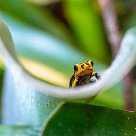 Poison Frog by Peter van Dongen