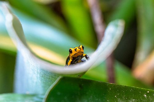 Poison Frog
