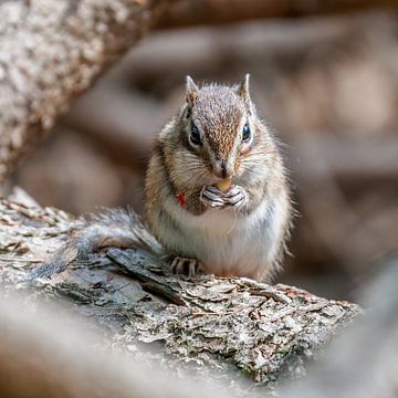 Sibirisches Erdhörnchen von Rob Smit