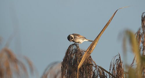 Reed bunting