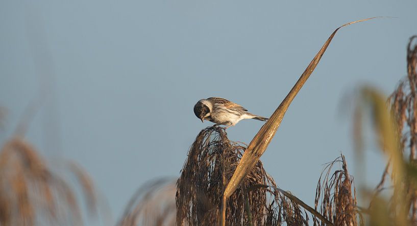 Reed bunting by Wim de Meester