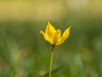 Gelbe Blume von Maikel Brands